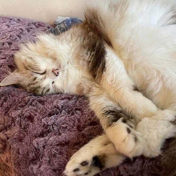 Vintage Red Satin Dragon Robe Short Kimono Aloha Hawaii Embroidered Rayon S - Picture 13 of 13